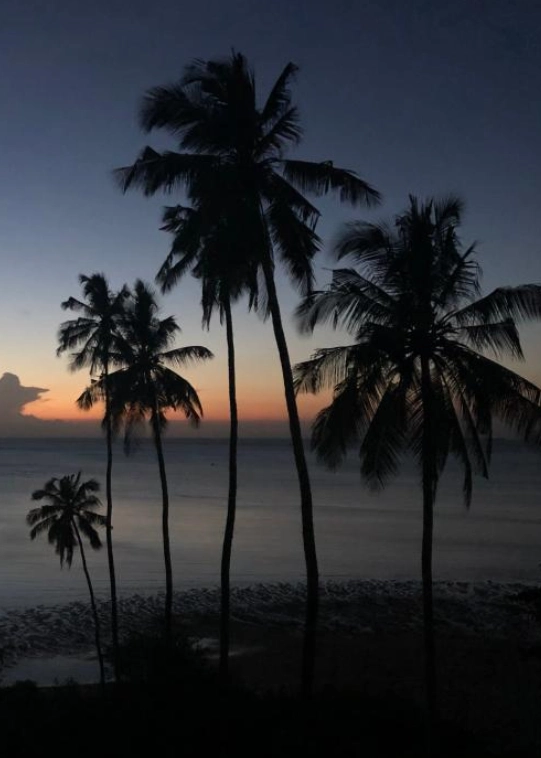 Insieme di sei alte palme in controluce sulla riva del mare. La distesa d’acqua grigio-argento si estende fino all’orizzonte, nel cielo sfumature rosate del crepuscolo